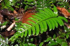 Bolbitis appendiculata