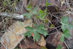 Delphinium nudicaule