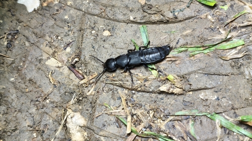 Devil's Coach Horse Beetle