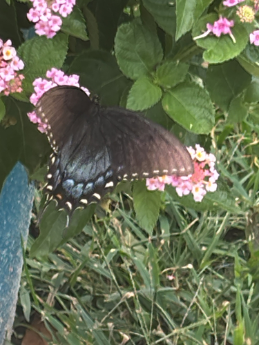 Eastern Tiger Swallowtail