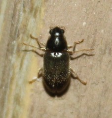 Pelonomus obscurus