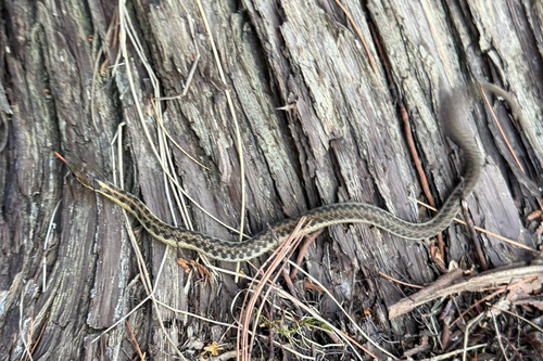 Common Garter Snake