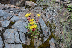 Sedum spathulifolium
