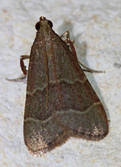 Arta epicoenalis