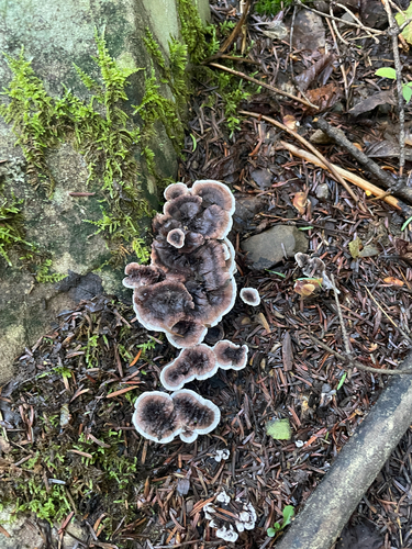 Thelephorales