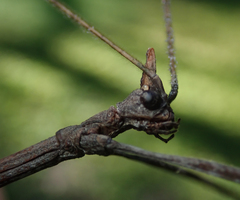 Bactrododema