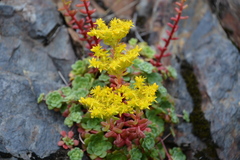 Sedum spathulifolium