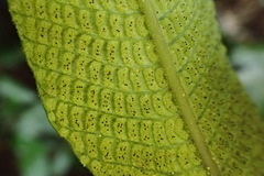 Grypothrix triphylla