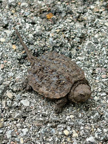 Common Snapping Turtle