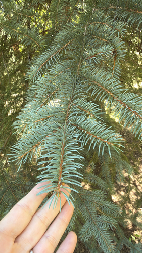 Picea pungens