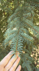 Picea pungens