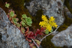 Sedum spathulifolium