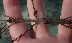 Bactrododema