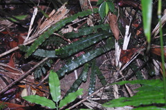 Lomariopsis boninensis