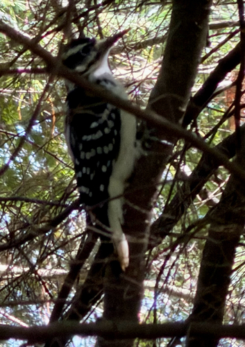 Hairy Woodpecker