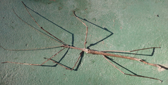 Bactrododema
