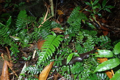 Bolbitis appendiculata