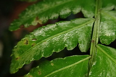 Bolbitis appendiculata