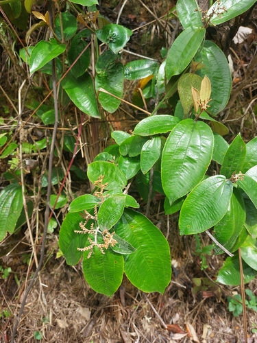 Miconia albicans, photograph 2