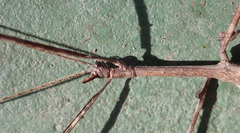 Bactrododema