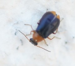 Ebaeus