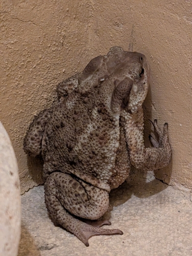 European Toad