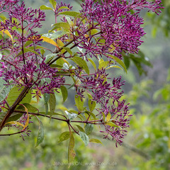 Fuchsia paniculata image