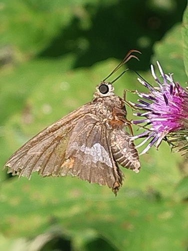 Silver-spotted Skipper