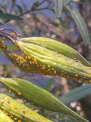 Oleander Aphid