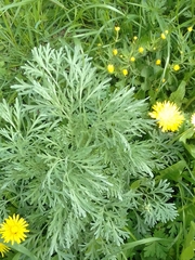 Artemisia absinthium