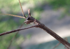 Bactrododema