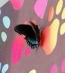 Red-spotted Purple