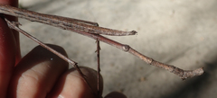 Bactrododema