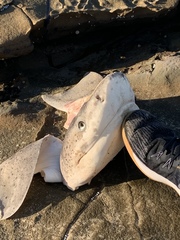 Notorynchus cepedianus