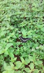 Catasticta flisa flisa