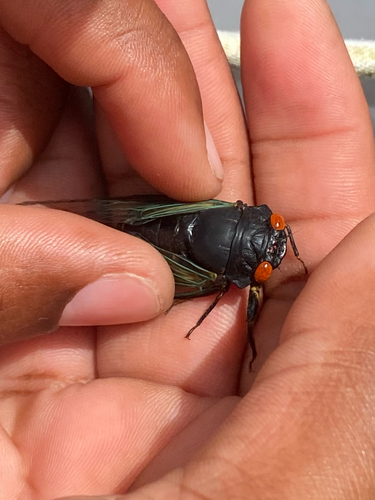 Odopoea funestra