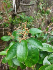 Miconia albicans, photograph (c) Daniel Duarte, some rights reserved (CC BY)
