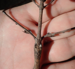 Bactrododema