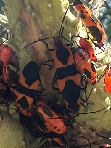 Large Milkweed Bug