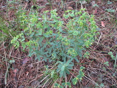 Euphorbia jenisseiensis
