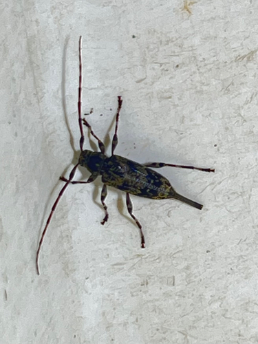 Banded Graphisurus