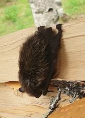 Eptesicus nilssonii