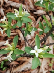 Daphne alpina