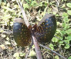 Bactrododema