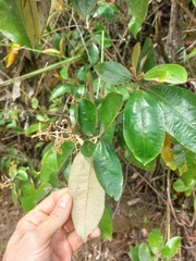 Miconia albicans, photograph (c) Daniel Duarte, some rights reserved (CC BY)