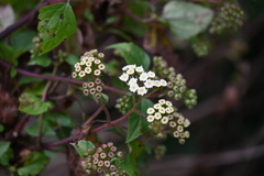 Ageratina adenophora, photograph (c) Bryce Watts-Parker, some rights reserved (CC BY)