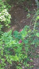 Lathyrus rotundifolius