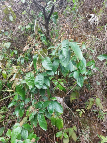 Miconia albicans, photograph 5