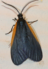 Pyromorpha caelebs