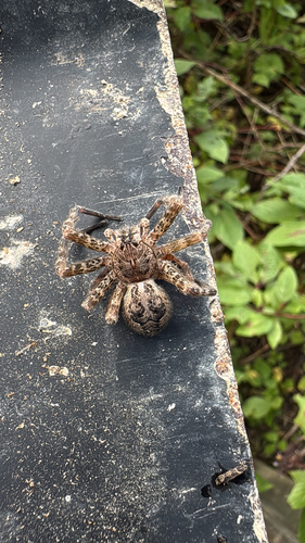 Dark Fishing Spider
